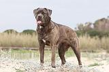 CANE CORSO 554